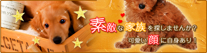 仔犬販売・ペットフードの店